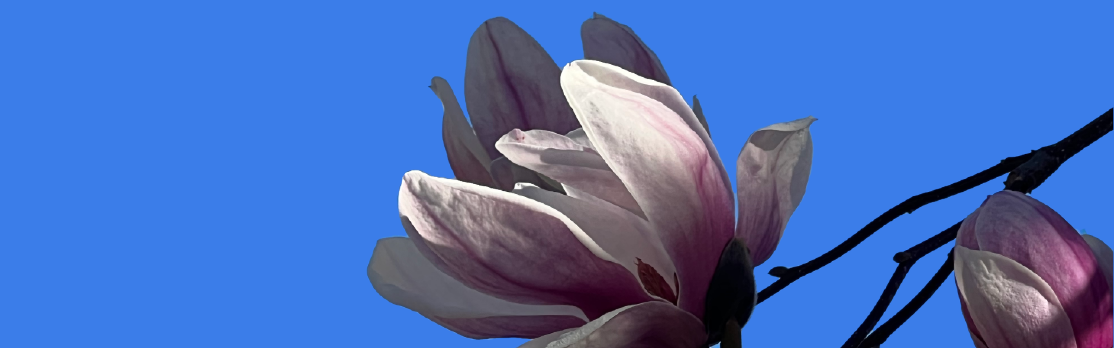 Appeal header - Magnolia