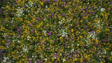 A bird's-eye-view of a field of purple, yellow, and white wildflowers.