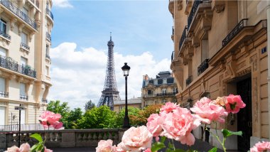 A view of the Eiffel Tower, with pink roses in the foreground and two buildings framing the landmark