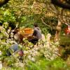 Flower Piano